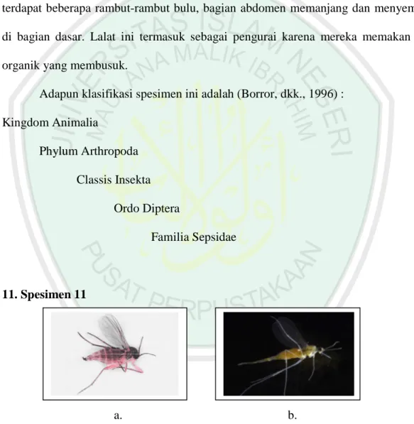 Gambar 4.11.  Spesimen  11 family Cecidomyiidae ; a. Spesimen 11 hasil penelitian,  b