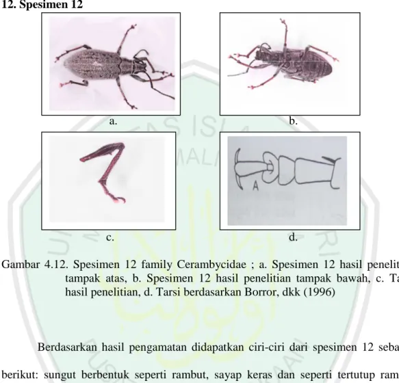 Gambar  4.12.  Spesimen  12  family  Cerambycidae  ;  a.  Spesimen  12  hasil  penelitian  tampak  atas,  b