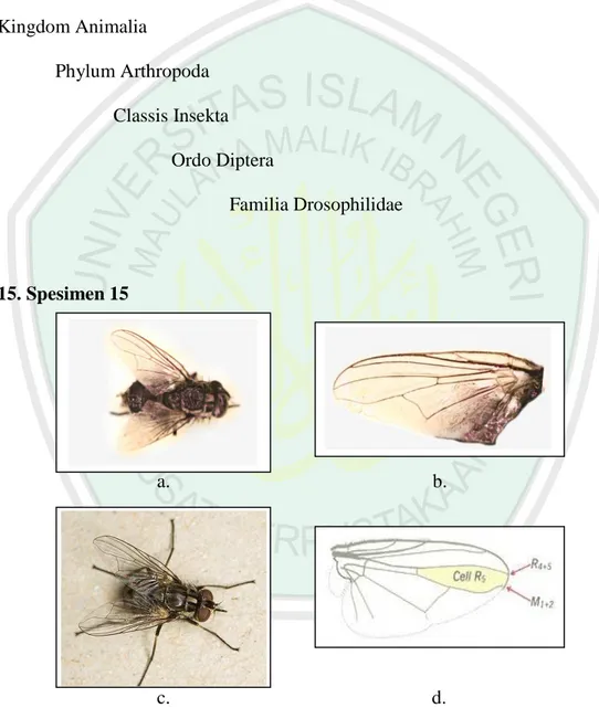 Gambar  4.15.  Spesimen  15  family  Muscidae  2  ;  a.  Spesimen  15  hasil  penelitian  tampak  atas,  b