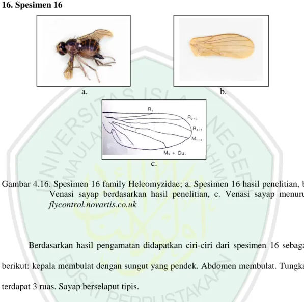 Gambar 4.16. Spesimen 16 family Heleomyzidae; a. Spesimen 16 hasil penelitian, b. 