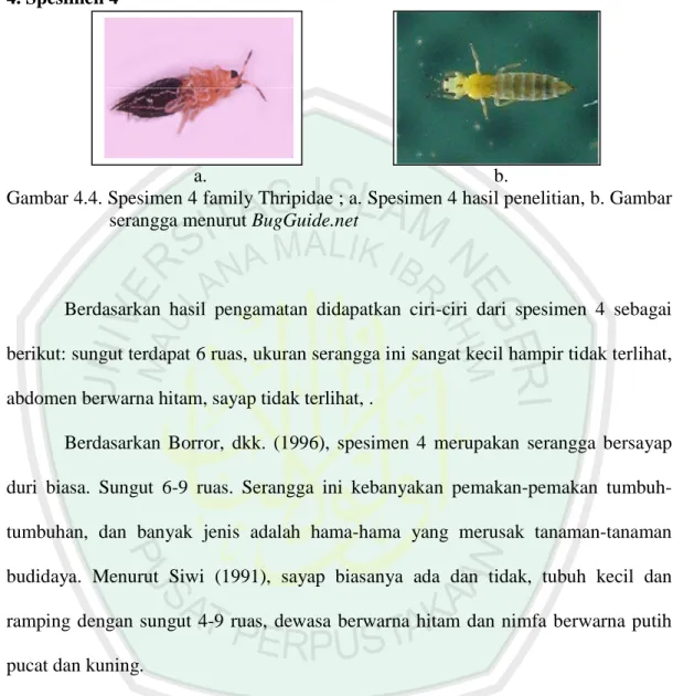 Gambar 4.4. Spesimen 4 family Thripidae ; a. Spesimen 4 hasil penelitian, b. Gambar  serangga menurut BugGuide.net 