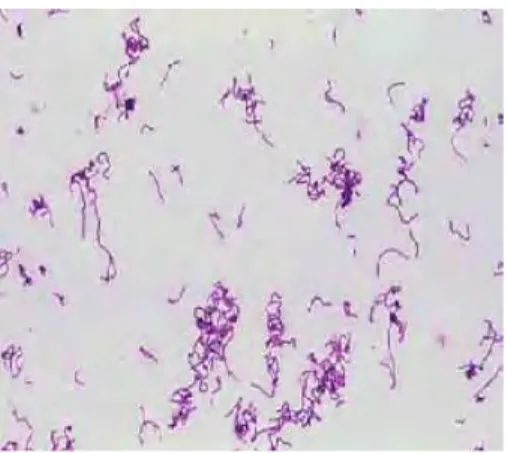 Gambar 2  Lactobacillus bulgaricus  (Buchanan &amp; Gibbons 1975). 