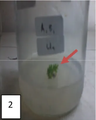 Gambar 2. Eksplan yang membentuk tunas pada A 1 B 1 (0,1 mg/L NAA + 2,5 mg/L BAP) (The Eksplants That Bud At A 1 B 1 (0,1 mg/L NAA + 2,5 mg/L BAP)).