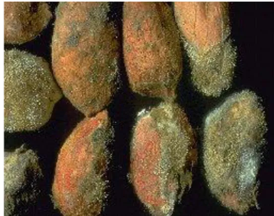 Gambar 2. Penampakan kontaminasi A.flavus pada kacang tanah (Anonim c  2011) 