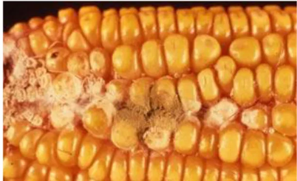 Gambar 3. Penampakan kontaminasi A.flavus pada jagung (Anonim c  2011) 