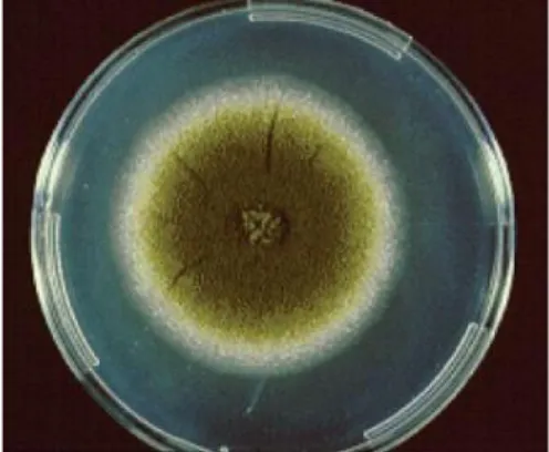 Gambar 5. Penampakan makroskopik A.flavus yang ditumbuhkan dalam Czapek agar        (Hedayati et al
