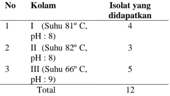 Tabel  1.  Isolat  bakteri  termofilik  obligat  dari  sumber  air  panas  Semurup  yang  ditumbuhkan  pada medium NA, suhu 70º C 