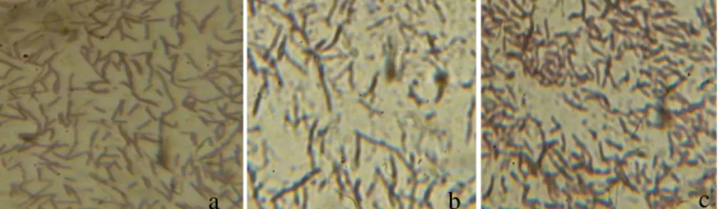Gambar 3. Gelembung udara pada uji katalase bakteri isolat (a) SI-4 (b) SII-5 (c) SII-7  Berdasarkan  semua  karakterisasi 