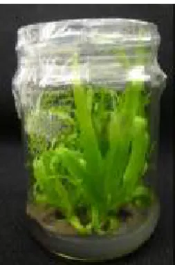 Gambar 5. Bibit nenas in- vitro