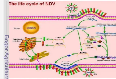 Gambar 3 Skema transkripsi dan replikasi virus ND (Rout 2007). 