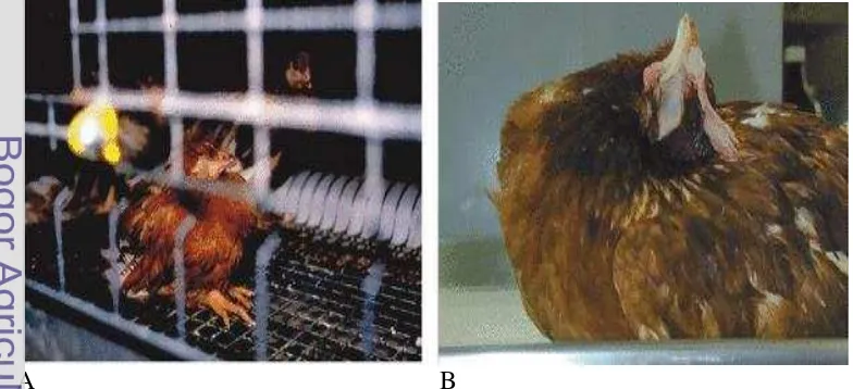 Gambar 5 Gejala klinis ayam yang yang terinfeksi virus ND.  