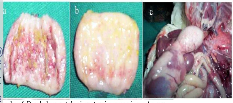 Gambar 6 Perubahan patologi anatomi organ visceral ayam. 