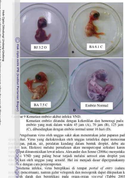 Gambar 9 Kematian embrio akibat infeksi VND. 