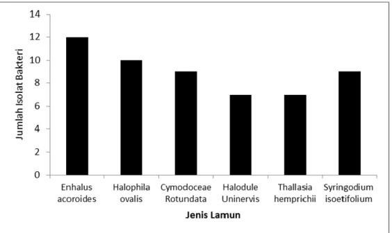 Gambar 3  . Jumlah isolat bakteri asosiasi berdasarkan jenis lamun yang berasal dari Pulau  Bonebatang 