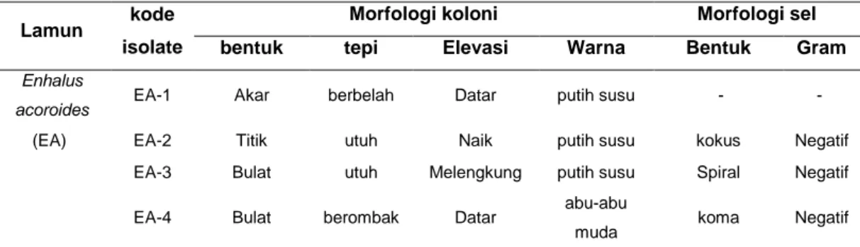 Tabel  1.      Morfologi  koloni  dan  sel  isolat  bakteri  asosisi  lamun  yang  berasal  dari  Pulau  Bonebatang 