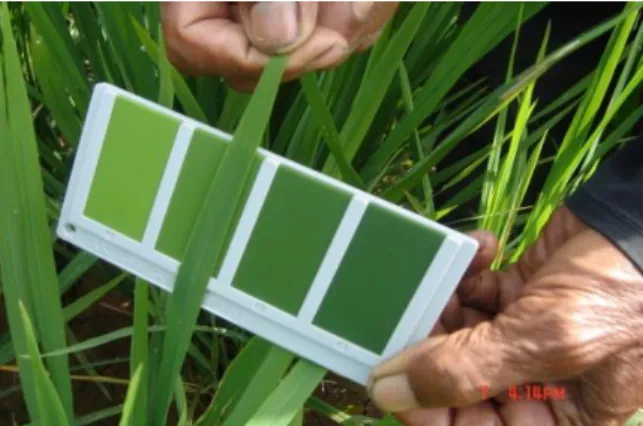 Gambar 4.   Bagan warna daun