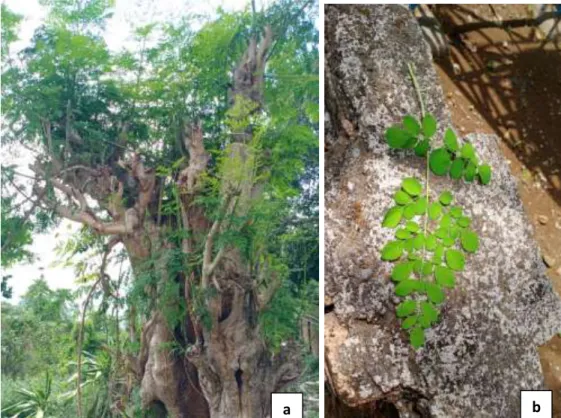 Gambar 1. Perawakan Moringa oleifera (a); Daun Moringa oleifera (b) 