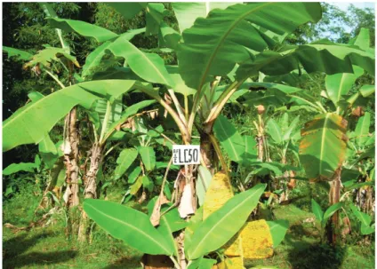Gambar 1. Tanaman pisang hasil pengimbasan ketahanan dengan 4,66 ppm asam fusarat menunjukkan ketahanan moderat