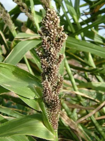 Gambar 5. Japanese millet
