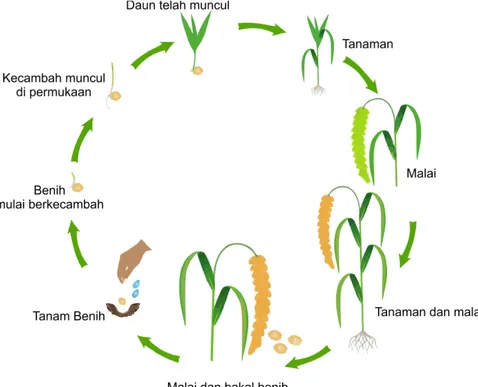 Gambar 7. Siklus proses pertumbuhan tanaman jewawut