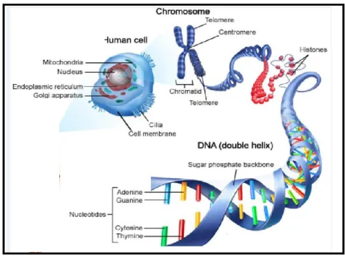 Gambar 2. Struktur DNA Nukleus 
