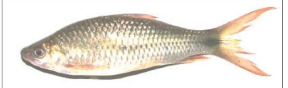 Gambar 1. Ikan Nile m (Wicaksono, 2005) 