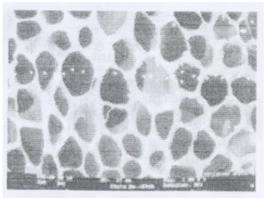 Gambar 12  SEM membran selulosa asetat                       (referensi) (Meenakshi P et al