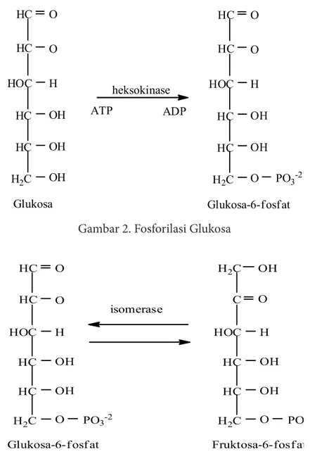Gambar 2. Fosforilasi Glukosa