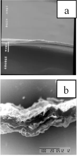Gambar 7 menunjukkan foto SEM  penampang melintang (a) selulosa bakteri  dan (b) selulosa-kitosan bakteri 0,5%,  dengan perbesaran 350 kali