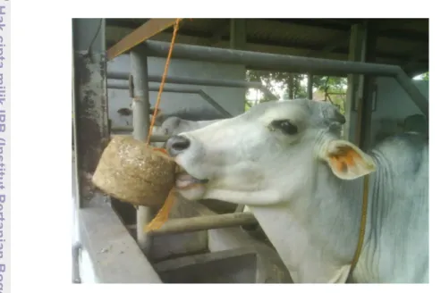 Gambar 9.  Cara Sapi Mengkonsumsi Pakan Blok 