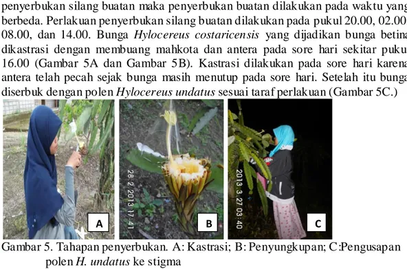 Gambar 5. Tahapan penyerbukan. A: Kastrasi; B: Penyungkupan; C:Pengusapan    polen H. undatus ke stigma 