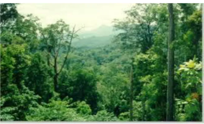 Gambar 2.1 Ekosistem Kawasan Hutan 1