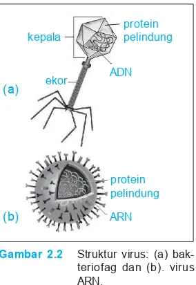 Gambar 2.2Struktur virus: (a) bak-