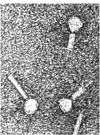 Gambar 2.8 Virus Bakteriofage Muyang dapat digunakan sebagai agenpenyebab mutasi