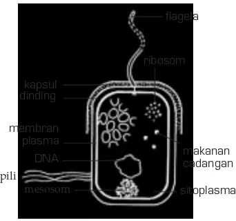 Gambar 3.2 Struktur halus bakteri:Bakteri tersusun atas kapsul, dinding sel,flagela, sitoplasma,  ribosom, mesosom,dan DNA.