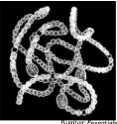 Gambar 3.7 Struktur hormogonium dan akinet:  a. Hormogonium sebelum dipisahkan darifilamen induknya oleh suatu sekat pemisah, b