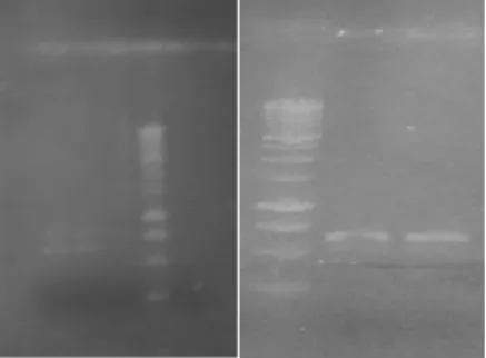 Gambar 1.a). Produk PCR Penicillium sp. LB-KURCC29  dan  LBKURCC30  su-hu  annealing  45 0 C,  