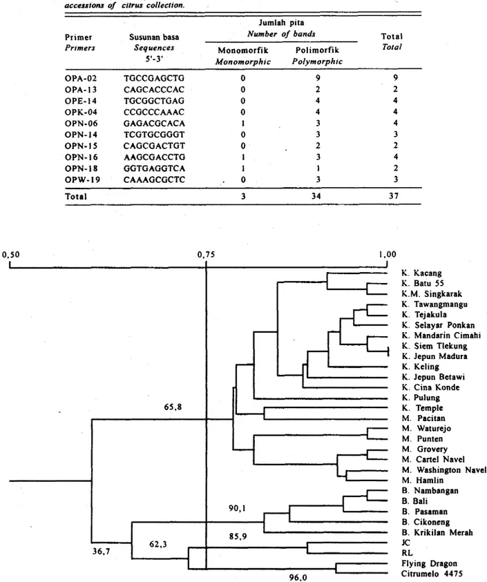 Tabel  2.  Primer,  arsrnas  bran,  dam  jrmlab  pita  DNA  hasil  ampiifikasi  dari  30  nomor  koteksi  jeruk