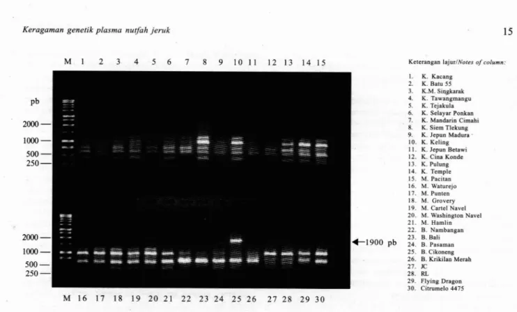 Gambar 4.  Profil pita DNA  30 nomor  koleksi jeruk  hasil  amplifikasi dengan menggunakan primer  OPW-19