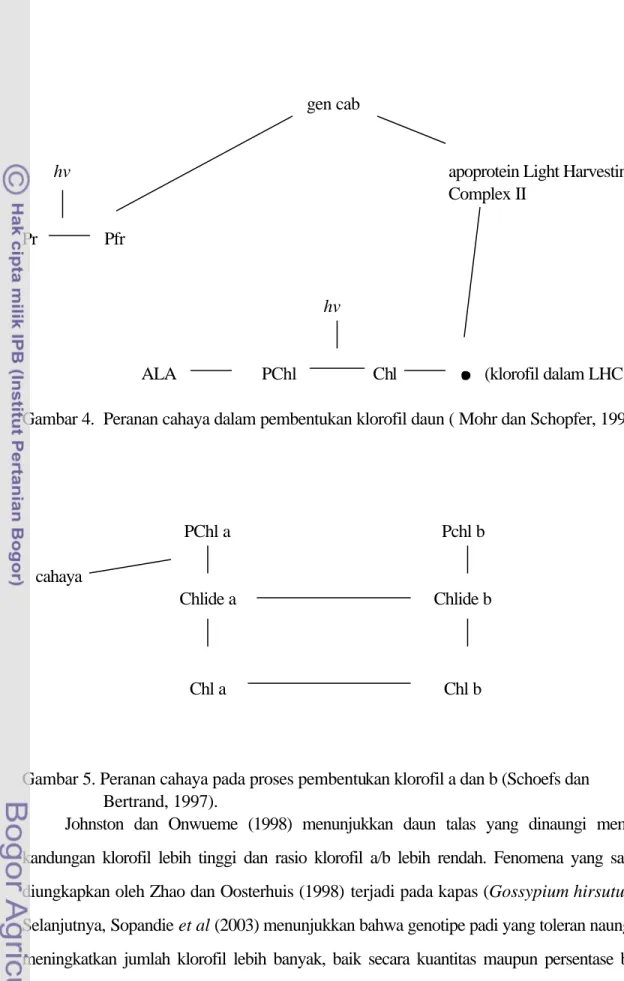 Gambar 5. Peranan cahaya pada proses pembentukan klorofil a dan b (Schoefs dan  Bertrand, 1997)