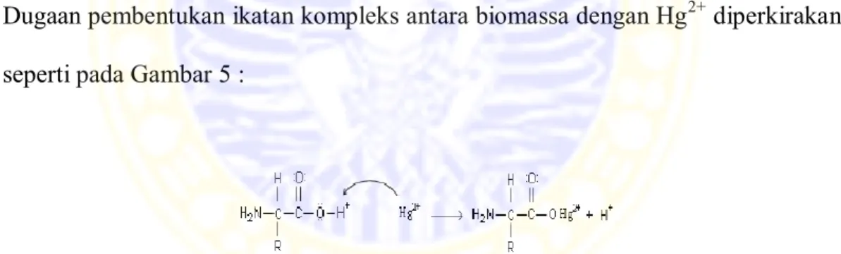 Gambar  4.  Mekanisme  dugaan  ikatan  hidrogen  antara  biomassa  oganik  dengan  Hg 2+ 