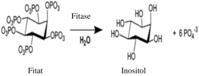 Gambar 2. Proses hidrolisis fitat oleh fitase  Sumber: Mittal et al. (2011) 