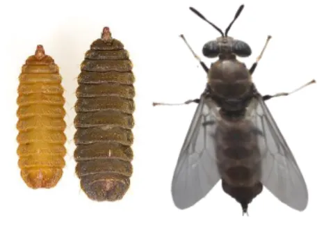 Gambar 1. Morfologi larva, pupa dan lalat dewasa BSF  Sumber: McShaffrey (2013) dan koleksi pribadi 