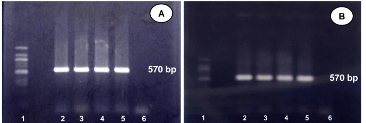 Gambar 5. Hasil  deteksi  virus  irido  dengan  metoda  PCR  setelah  uji  tantang  I  (A)  dan  uji  tantang  II  (B)  dengan  virus  irido  pada  benih  ikan  kerapu  lumpur,  Epinephelus  coioides  yang  ditingkatkan  respon  imun  spesifiknya  dengan  