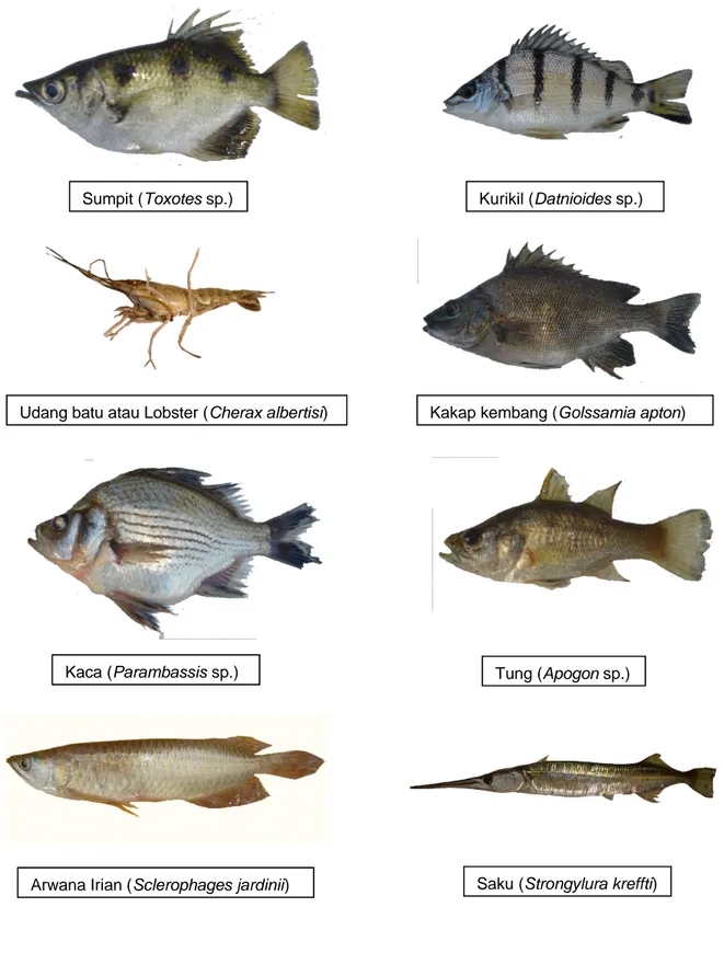 Gambar 1. Beberapa jenis ikan yang berpotensi dikembangkan sebagai ikan hias.