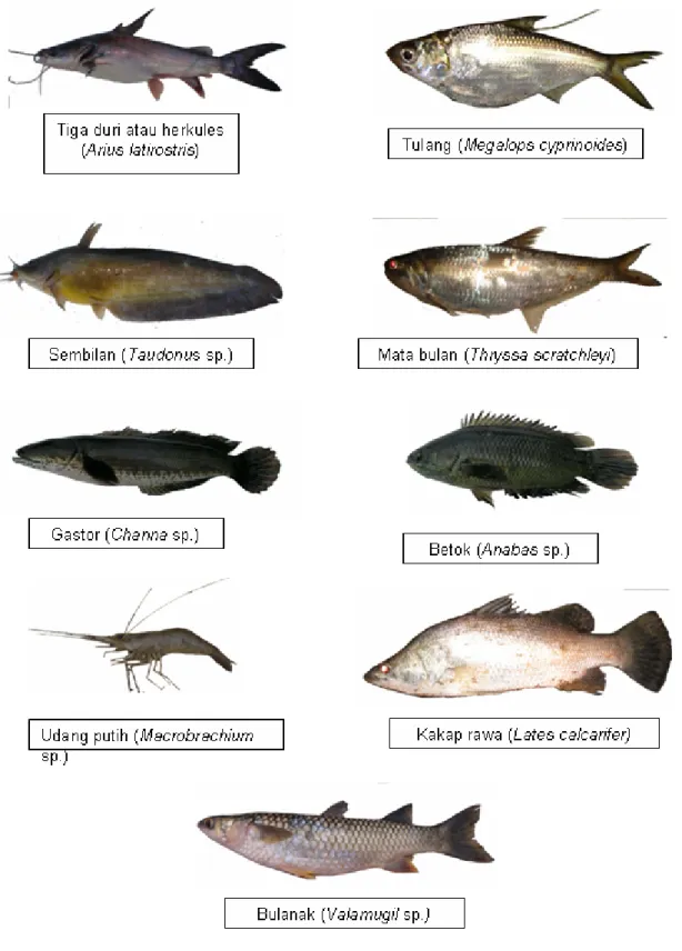Gambar 2. Beberapa jenis ikan yang berpotensi sebagai ikan konsumsi.