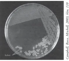 Gambar 3.4 Koloni organisme prokariotik dalam biakan di laboratorium.