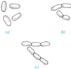 Gambar 3.11 Berbagai bentuk (b) bakteri basil. (a) Monobasil,  Diplobasil, dan (c) Streptobasil.