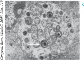 Gambar 3.22 Chlamydia trachomatis