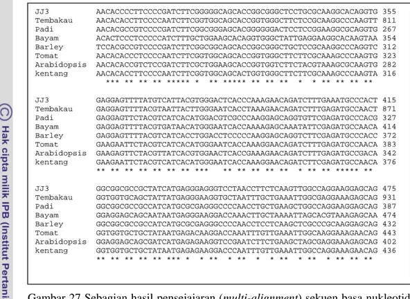 Gambar 27 Sebagian hasil pensejajaran (multi-alignment) sekuen basa nukleotida  cDNA  JJ3 dengan spesies tanaman lain menggunakan progran  clustalW